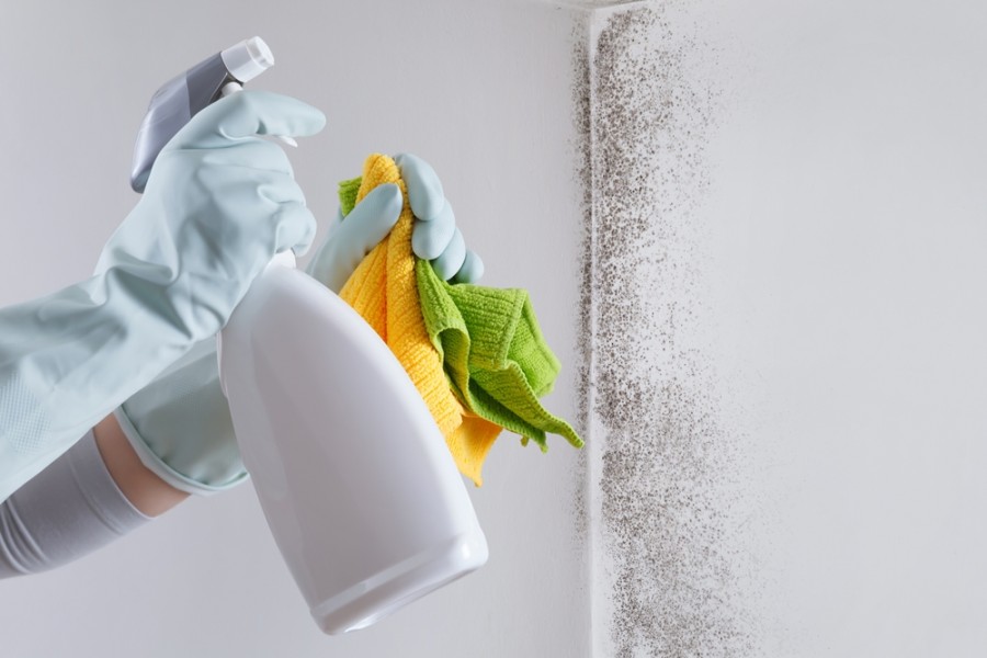 Comment traiter efficacement la moisissure sur les murs ?