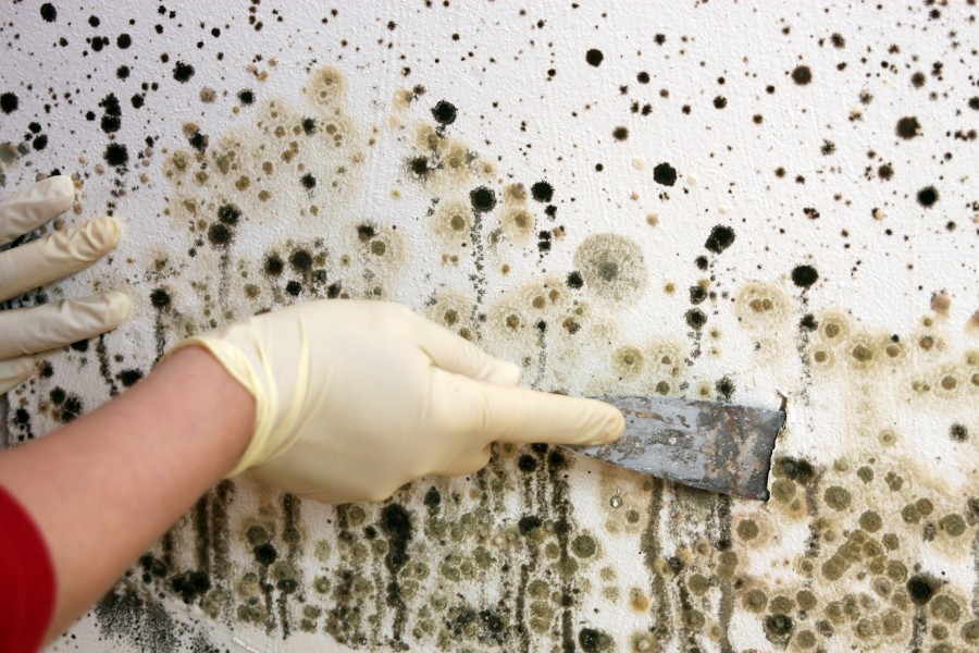 Est-ce que la moisissure sur les murs est dangereuse ?